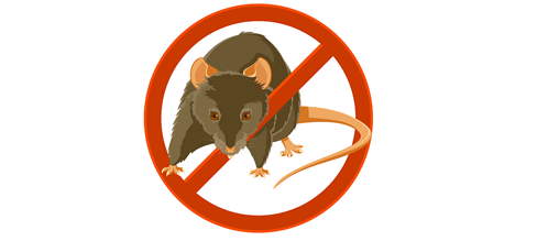 Rat Eradication